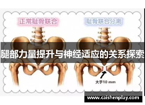 腿部力量提升与神经适应的关系探索